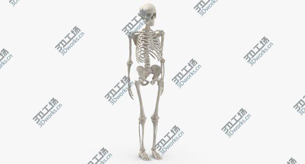 images/goods_img/20210312/3D Real Human Woman Skeleton Bones Anatomy 01 white/1.jpg